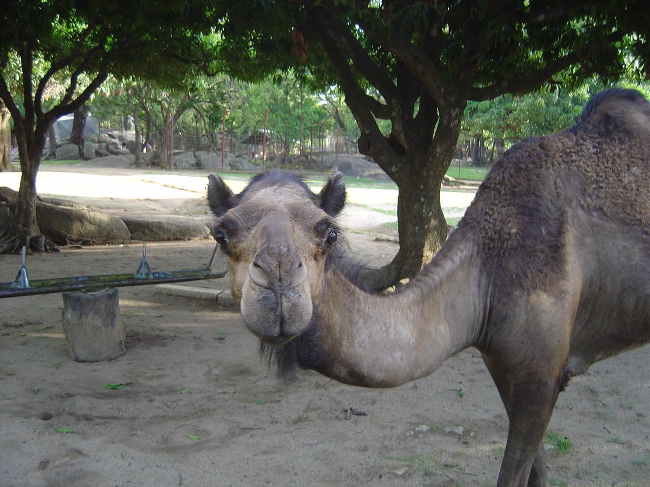 Camel at the Jos Museum Zoo