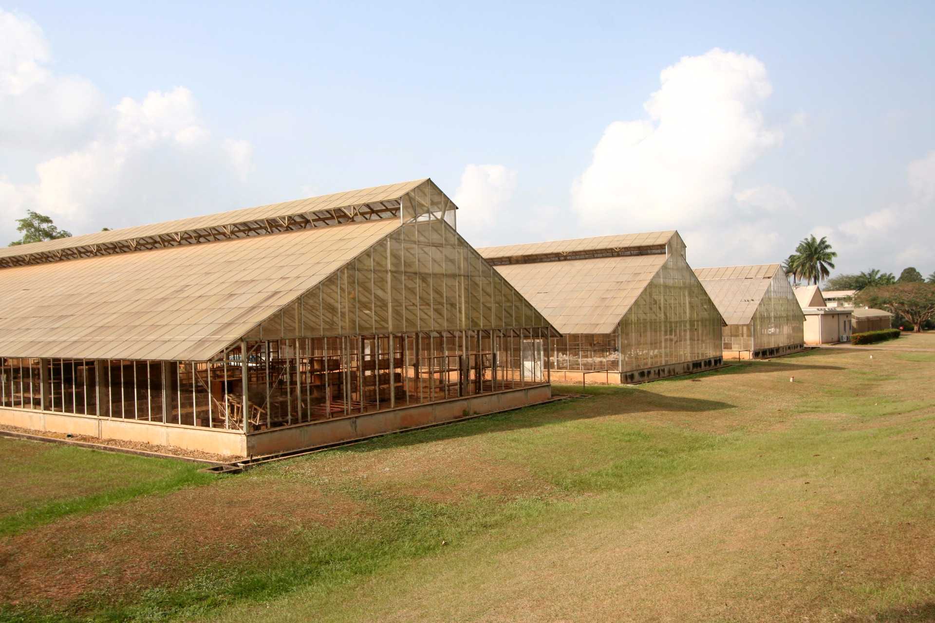 Greenhouses IITA