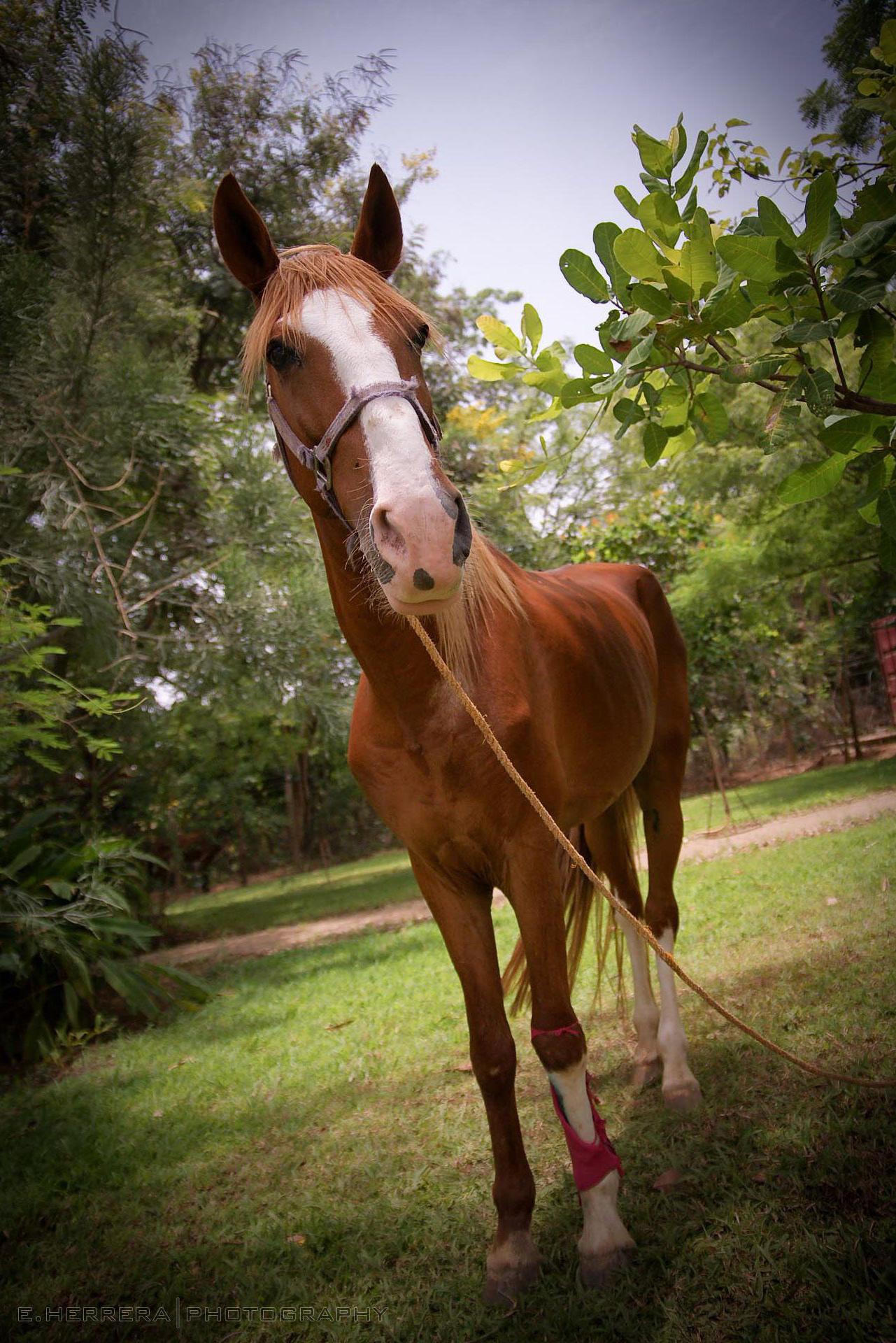 Horse, Abuja