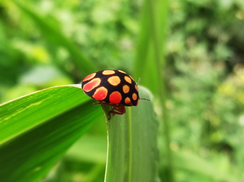 Ladybird seen at the Lekki Conservation Centre