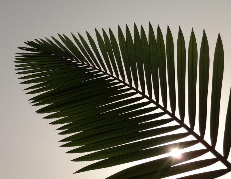 Palm frond by Day