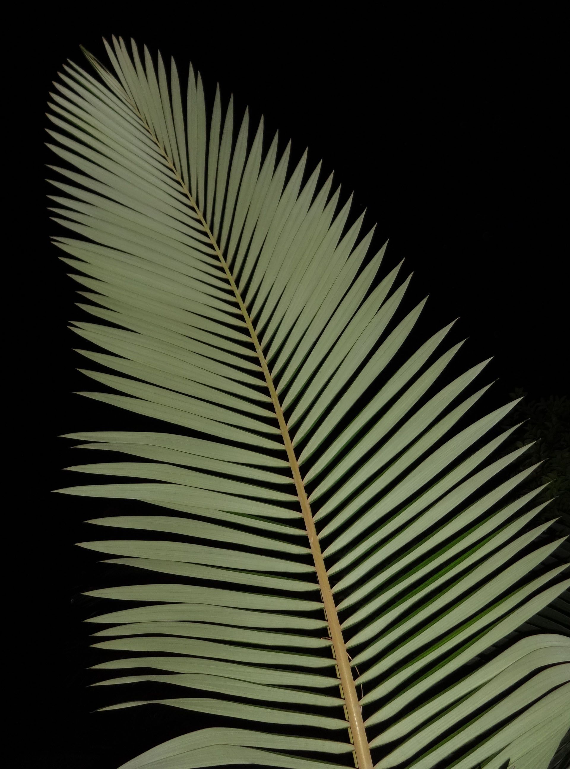 Palm frond by Night